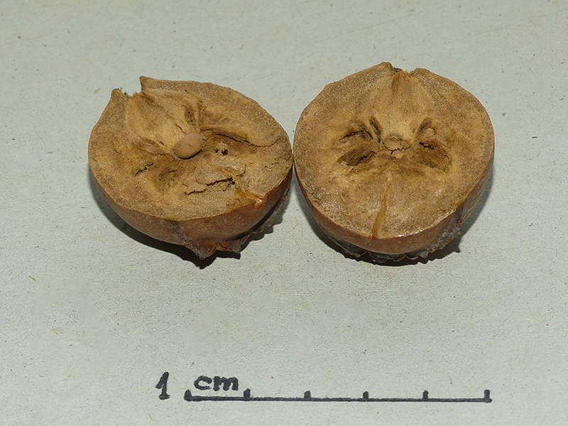 Cynipidae: Andricus quercustozae con parassitoide